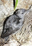 Common diving petrel | Kuaka. Adult at breeding colony. Aorangi Island, Poor Knights Islands, December 2011. Image © Alan Tennyson by Alan Tennyson.