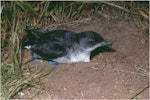 Common diving petrel | Kuaka. Adult northern diving petrel. Mana Island, October 2003. Image © Colin Miskelly by Colin Miskelly.