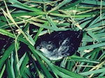 Common diving petrel | Kuaka. Adult. Little Solander Island, July 1985. Image © Department of Conservation (image ref: 10058089) by Wynston Cooper, Department of Conservation.