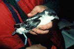 Whenua Hou diving petrel | Kuaka Whenua Hou. Adult in the hand. Codfish Island, September 1978. Image © Department of Conservation (image ref: 10036097) by David Garrick.