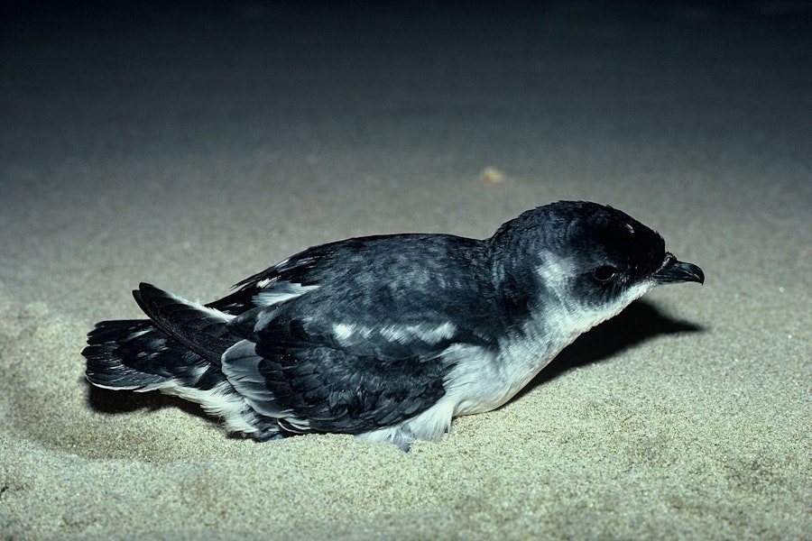 Whenua Hou diving petrel | Kuaka Whenua Hou. Adult on sandy beach. Codfish Island, September 1978. Image © Department of Conservation (image ref: 10036935) by David Garrick.