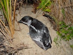 Whenua Hou diving petrel | Kuaka Whenua Hou. Adult by burrow entrance showing pale markings. Whenua Hou / Codfish Island, November 2002. Image © Graeme Taylor by Graeme Taylor.