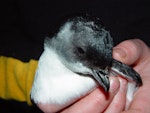 Whenua Hou diving petrel | Kuaka Whenua Hou. Close view of adult head and bill. Whenua Hou / Codfish Island, November 2004. Image © Graeme Taylor by Graeme Taylor.