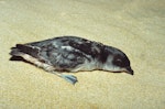 Whenua Hou diving petrel | Kuaka Whenua Hou. Adult at breeding colony. Sealer's Bay, Codfish Island, November 1991. Image © Alan Tennyson by Alan Tennyson.