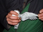 Whenua Hou diving petrel | Kuaka Whenua Hou. Adult in hand showing pale underwing. Whenua Hou / Codfish Island, November 2002. Image © Graeme Taylor by Graeme Taylor.