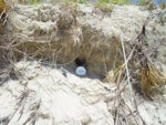 Whenua Hou diving petrel | Kuaka Whenua Hou. Burrow in sand dune. Whenua Hou / Codfish Island, November 2004. Image © Graeme Taylor by Graeme Taylor.