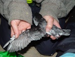 Whenua Hou diving petrel | Kuaka Whenua Hou. Adult upperwing. Whenua Hou / Codfish Island, November 2004. Image © Graeme Taylor by Graeme Taylor.