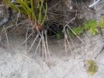 Whenua Hou diving petrel | Kuaka Whenua Hou. Burrow entrance in sand dune. Codfish Island, February 2004. Image © Ingrid Hutzler by Ingrid Hutzler.