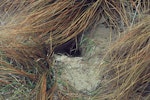 Whenua Hou diving petrel | Kuaka Whenua Hou. Burrow entrance among tussocks. Codfish Island, September 1978. Image © Department of Conservation (image ref: 10039171) by David Garrick.