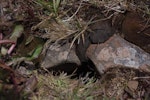 Whenua Hou diving petrel | Kuaka Whenua Hou. Breeding burrow. Ile aux Cochons, Iles Kerguelen, January 2016. Image © Colin Miskelly by Colin Miskelly.