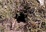 Whenua Hou diving petrel | Kuaka Whenua Hou. Breeding burrow. Ile aux Cochons, Iles Kerguelen, January 2016. Image © Colin Miskelly by Colin Miskelly.