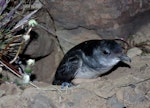 Whenua Hou diving petrel | Kuaka Whenua Hou. Adult exiting burrow. Ile aux Cochons, Iles Kerguelen, January 2016. Image © Colin Miskelly by Colin Miskelly.