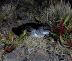 Whenua Hou diving petrel | Kuaka Whenua Hou. Adult at breeding colony. Ile aux Cochons, Iles Kerguelen, January 2016. Image © Colin Miskelly by Colin Miskelly.