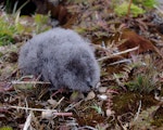 Whenua Hou diving petrel | Kuaka Whenua Hou. Chick. Ile aux Cochons, Iles Kerguelen, January 2016. Image © Colin Miskelly by Colin Miskelly.