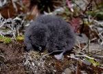 Whenua Hou diving petrel | Kuaka Whenua Hou. Chick. Ile aux Cochons, Iles Kerguelen, January 2016. Image © Colin Miskelly by Colin Miskelly.