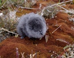 Whenua Hou diving petrel | Kuaka Whenua Hou. Chick. Ile aux Cochons, Iles Kerguelen, January 2016. Image © Colin Miskelly by Colin Miskelly.