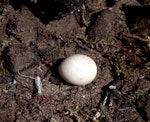 Whenua Hou diving petrel | Kuaka Whenua Hou. Egg. Ile aux Cochons, Iles Kerguelen, January 2016. Image © Colin Miskelly by Colin Miskelly.