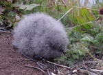 Whenua Hou diving petrel | Kuaka Whenua Hou. Chick. Ile aux Cochons, Iles Kerguelen, January 2016. Image © Colin Miskelly by Colin Miskelly.