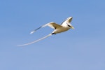 White-tailed tropicbird. Adult in flight. Ile Europa, Mozambique Channel, November 2008. Image © James Russell by James Russell.