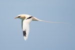 White-tailed tropicbird. Adult in flight. February 2009. Image © John Barkla 2010 birdlifephotography.org.au by John Barkla.