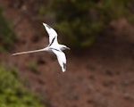 White-tailed tropicbird. Adult in flight. Hawai`i - Island of Kaua`i, July 2012. Image © Jim Denny by Jim Denny.