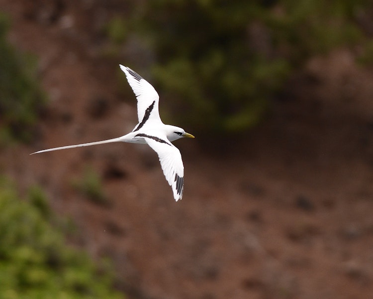 White-tailed tropicbird. Adult in flight. Hawai`i - Island of Kaua`i, July 2012. Image © Jim Denny by Jim Denny.