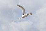 White-tailed tropicbird. Adult in flight. Ile Europa, Mozambique Channel, November 2008. Image © James Russell by James Russell.