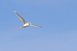 White-tailed tropicbird. Adult in flight. Ile Europa, Mozambique Channel, November 2008. Image © James Russell by James Russell.