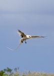 White-tailed tropicbird. Adult in flight. Ile Europa, Mozambique Channel, November 2008. Image © James Russell by James Russell.