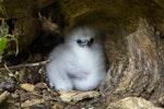 White-tailed tropicbird. Chick in nest. Aride Island, Seychelles, October 2015. Image © James Russell by James Russell.