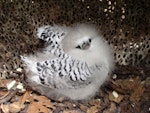 White-tailed tropicbird. Chick. Bird Island, Seychelles, October 2008. Image © Glenn McKinlay by Glenn McKinlay.