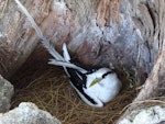 White-tailed tropicbird. Adult on nest. Bird Island, Seychelles, October 2008. Image © Glenn McKinlay by Glenn McKinlay.