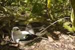 White-tailed tropicbird. Adult and chick at nest. Aride Island, Seychelles, October 2015. Image © James Russell by James Russell.