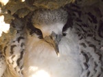 White-tailed tropicbird. Fully-feathered chick in nest. Ile Europa, Mozambique Channel, November 2008. Image © James Russell by James Russell.