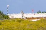 White-tailed tropicbird. Adult in flight. Ile Europa, Mozambique Channel, November 2008. Image © James Russell by James Russell.