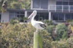 Australian pelican | Perikana. Adult female. Kerikeri Inlet, August 2012. Image © Detlef Davies by Detlef Davies.