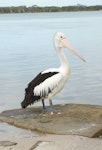 Australian pelican | Perikana. Adult. Caloundra, Queensland, Australia, August 2008. Image © Alan Tennyson by Alan Tennyson.