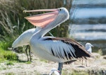 Australian pelican | Perikana. Adult. The Entrance, New South Wales, Australia, October 2014. Image © Steven Merrett by Steven Merrett.