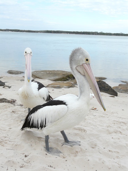 Australian pelican | Perikana. Non-breeding adults. Caloundra, Queensland, Australia, August 2008. Image © Alan Tennyson by Alan Tennyson.