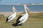 Australian pelican | Perikana. Two immatures on land. Kalbarri, Western Australia, September 2013. Image © Roger Smith by Roger Smith.