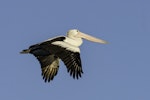 Australian pelican | Perikana. Adult in flight. Western Treatment Plant, Werribee, Victoria, April 2016. Image © Richard Barton 2016 birdlifephotography.org.au by Richard Barton.