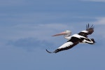 Australian pelican | Perikana. Adult in flight. Sharpes Beach near Ballina, New South Wales, March 2016. Image © Bruce McNaughton 2016 birdlifephotography.org.au by Bruce McNaughton.