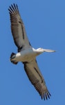 Australian pelican | Perikana. Adult in flight. Tamar Island wetlands, Launceston, Tasmania, November 2016. Image © David Seymour 2016 birdlifephotography.org.au by David Seymour.