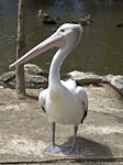 Australian pelican | Perikana. Immature. Port Douglas, Queensland, Australia, August 2015. Image © Rebecca Bowater by Rebecca Bowater FPSNZ AFIAP.