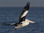 Australian pelican | Perikana. Adult in flight. Port Phillip Bay, Victoria, Australia, April 2007. Image © Sonja Ross by Sonja Ross.