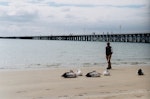 Australian pelican | Perikana. Adults resting on beach. Hervey Bay, Queensland, Australia, August 2002. Image © Joke Baars by Joke Baars.