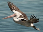 Australian pelican | Perikana. Adult in flight. Port Stephens, New South Wales, August 2013. Image © Rob Parker 2013 birdlifephotography.org.au by Rob Parker.