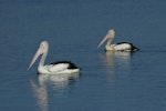 Australian pelican | Perikana. Pair on water. Causeway, Kinka Beach, Queensland. Image © Noel Knight by Noel Knight.