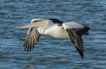 Australian pelican | Perikana. Adult in flight. The Entrance, New South Wales, August 2014. Image © Steven Merrett 2014 birdlifephotography.org.au by Steven Merrett.