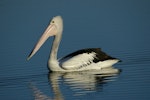 Australian pelican | Perikana. Adult. Causeway, Kinka Beach, Queensland. Image © Noel Knight by Noel Knight.